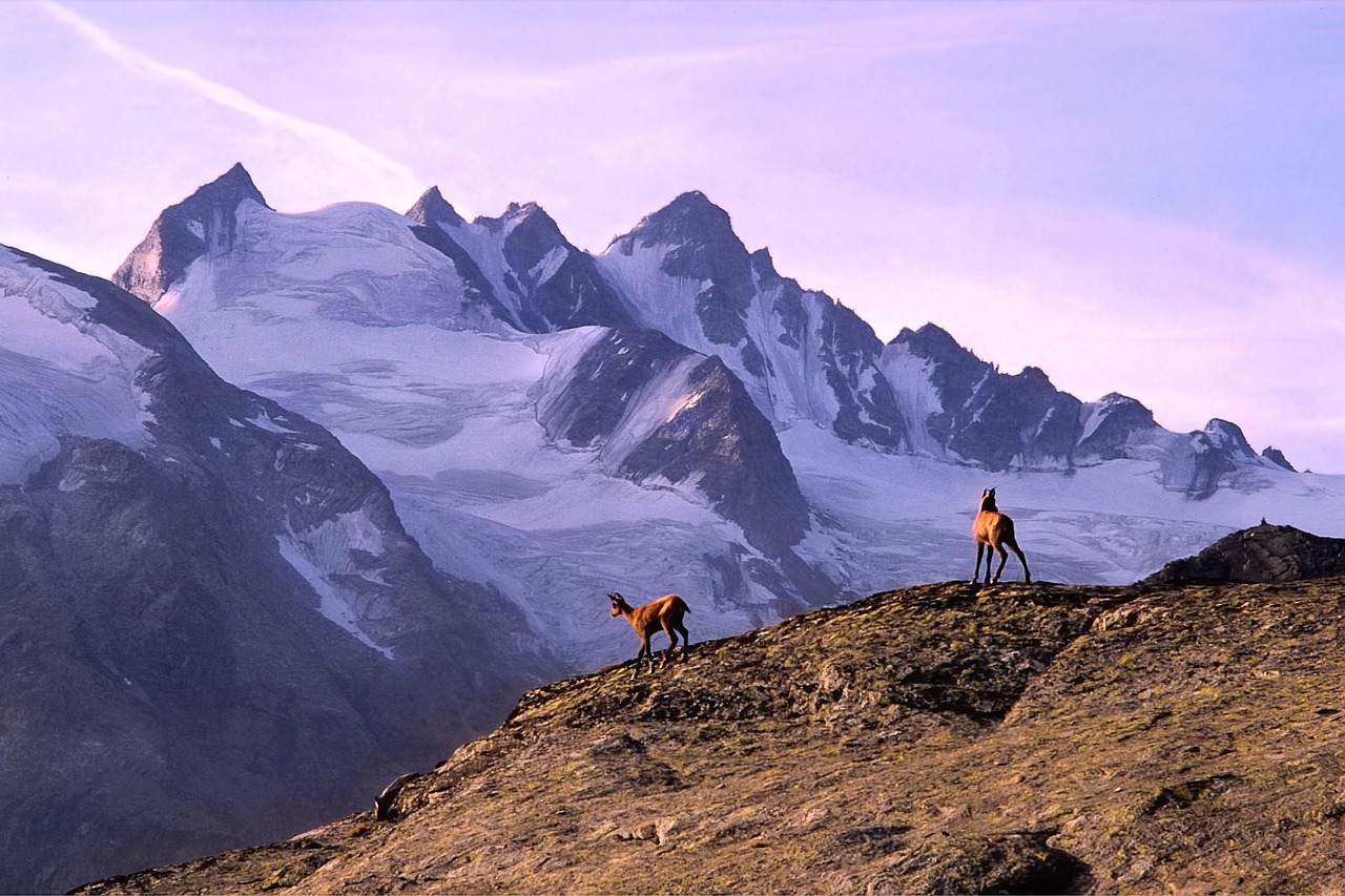 Stambecchi e marmotte nel Parco Nazionale del Gran Paradiso, paesaggio montano suggestivo.