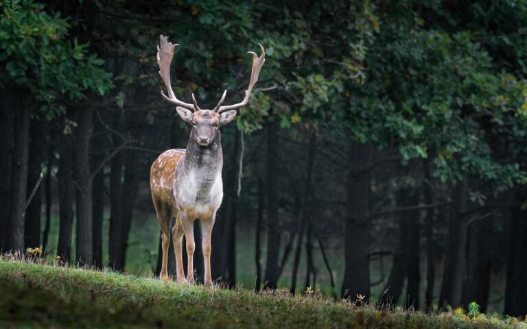 Foresta umbra nel Gargano con alberi secolari e daini che pascolano liberamente tra la vegetazione.